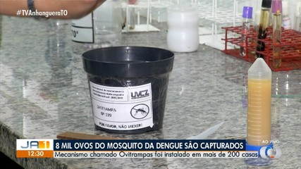 Iscas capturam mais de 8 mil ovos do mosquito Aedes aegypti
