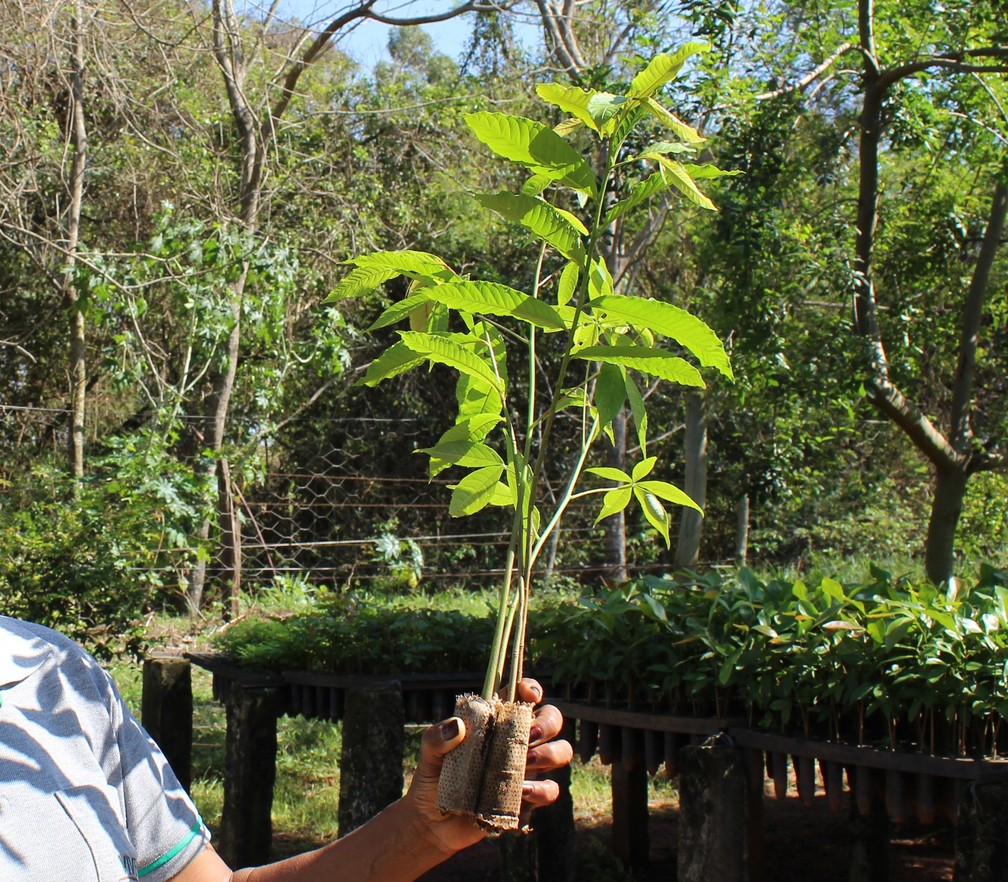 Instituto de Pesquisas Ecológicas utiliza 'ecopotes' para plantar mudas de árvores nativas da Mata Atlântica — Foto: Arquivo/IPÊ