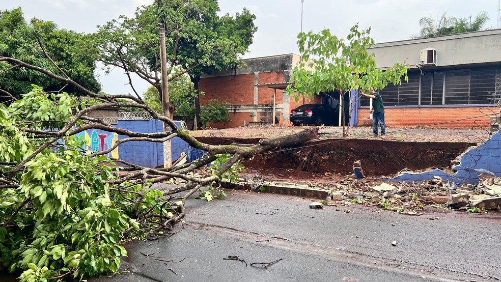 Árvore cai e derruba muro de escola municipal na Vila Virgínia, em Ribeirão Preto (SP), durante pancada de chuva — Foto: Reprodução/ Redes sociais