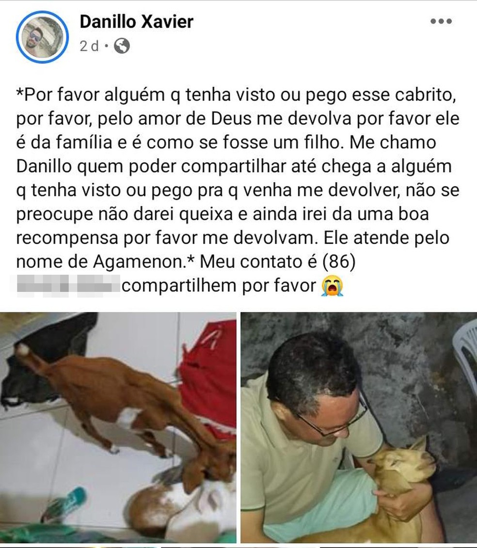 Família faz campanha e reencontra cabrito de estimação no PI: nosso xodó  voltou, diz dono | Piauí | G1