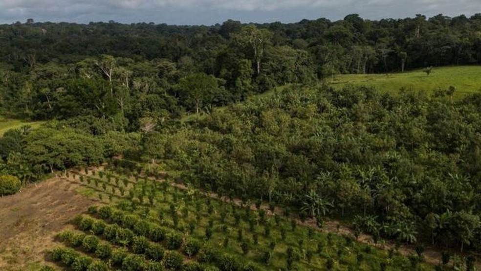 Sistema agroflorestal dentro da reserva Chico Mendes, no estado do Acre, e, ao fundo, uma floresta — Foto: Flávio Forner/Divulgação