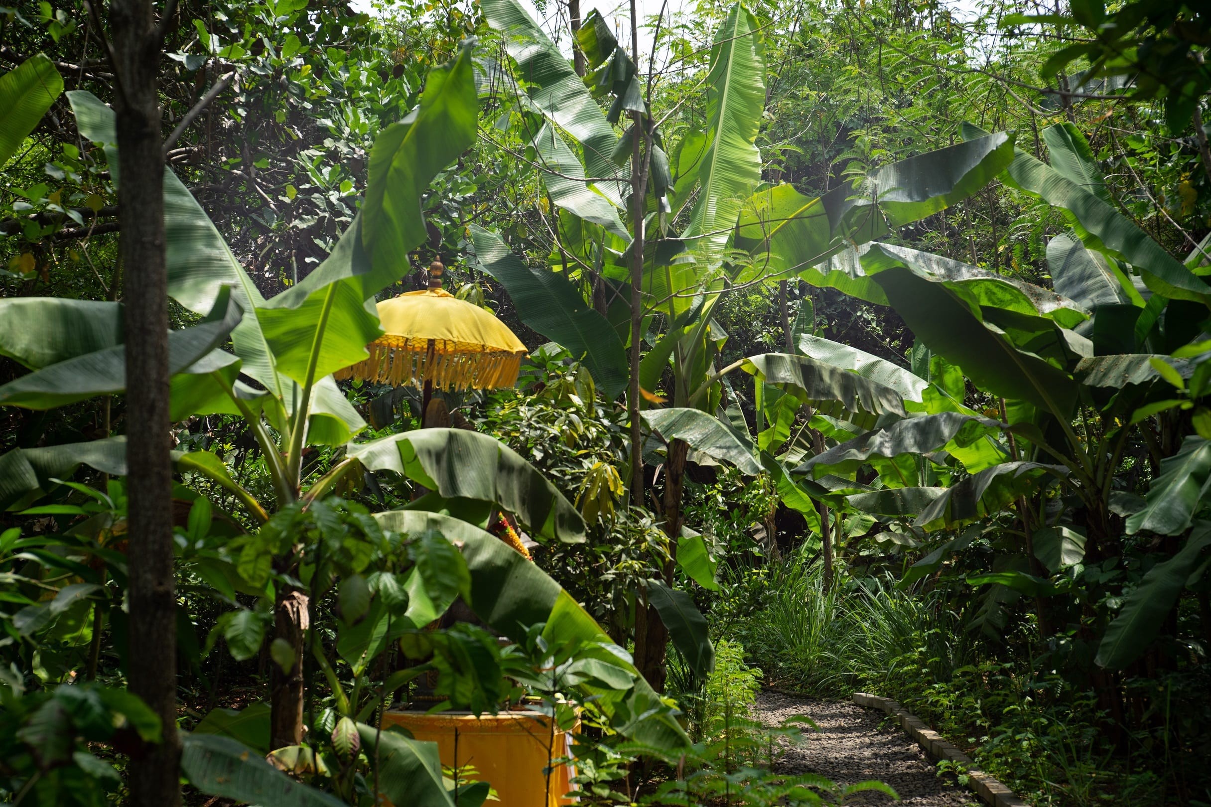 Sistemas agroflorestais da Amazônia atuam no combate às mudanças climáticas, aponta pesquisa