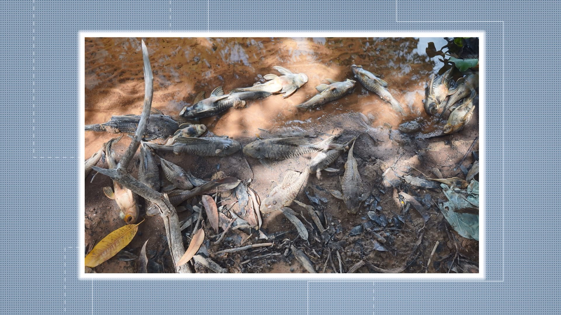 Contaminação no Rio São Francisco mata mais de mil peixes no norte da Bahia; causa é investigada