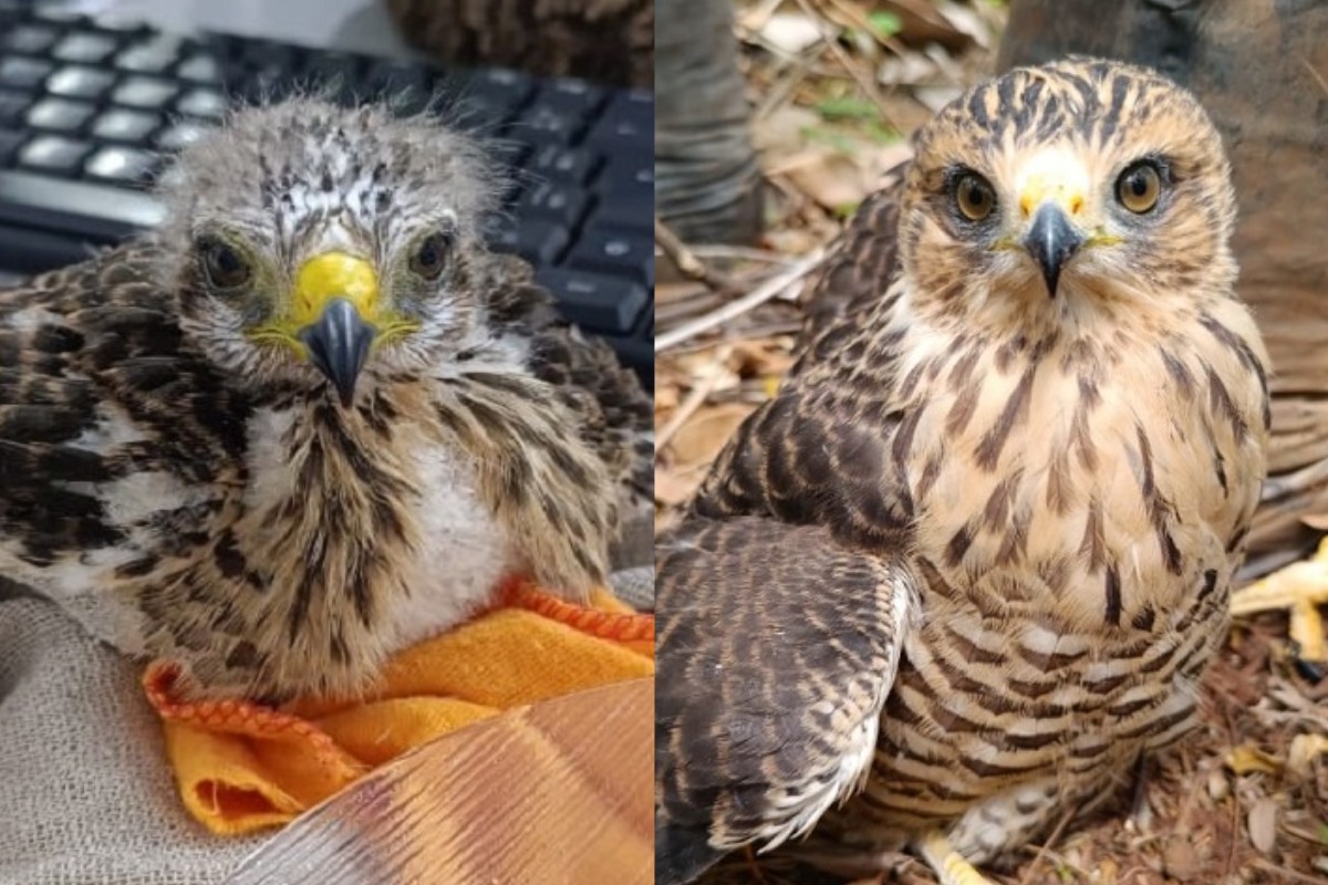 Como especialistas salvam e recuperam animais silvestres no interior de SP