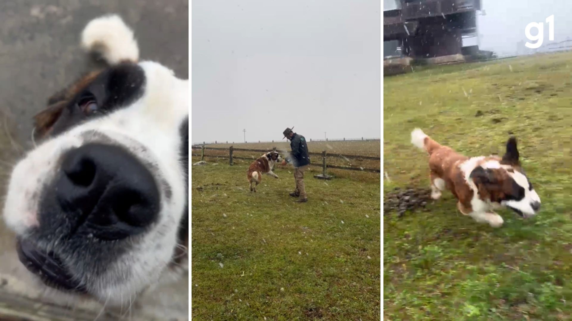 VÍDEO: cachorro São Bernardo se diverte ao ver neve pela 1ª vez no RS