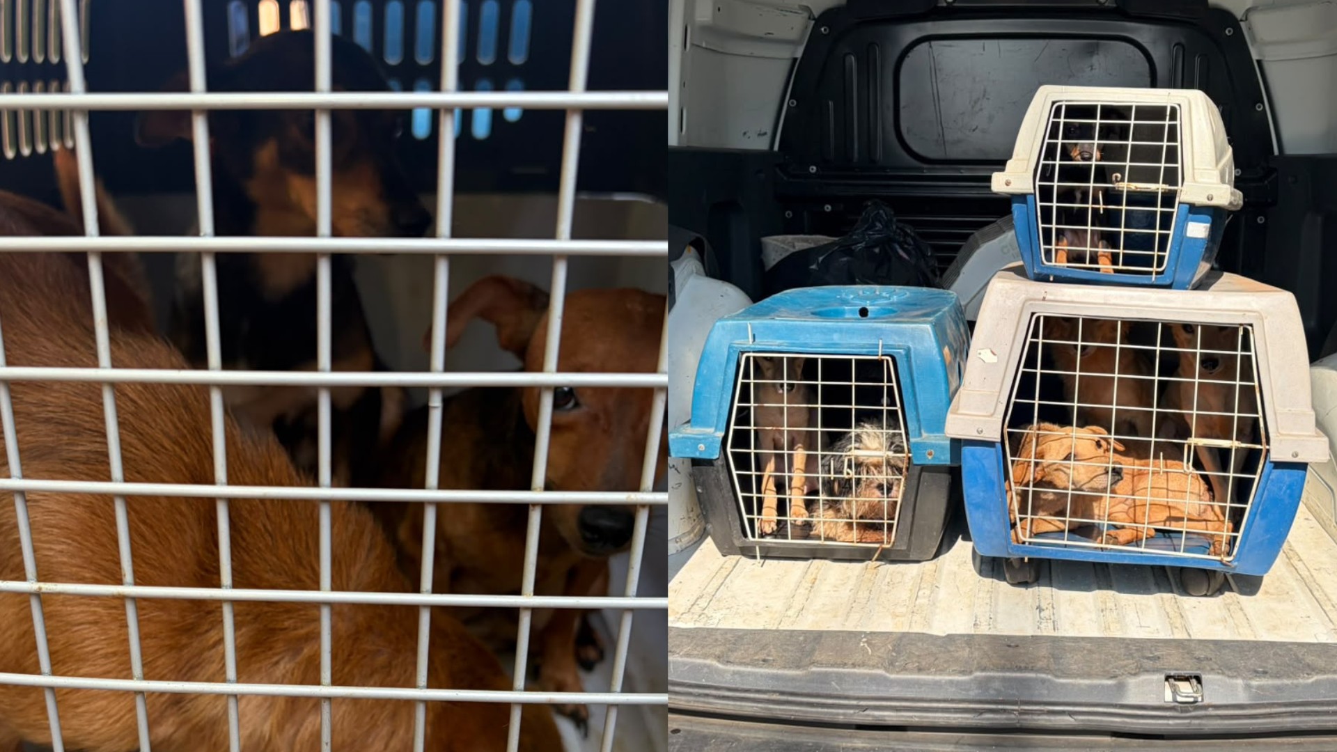 Doze cães são resgatados durante investigação de possíveis maus-tratos em Uberlândia 