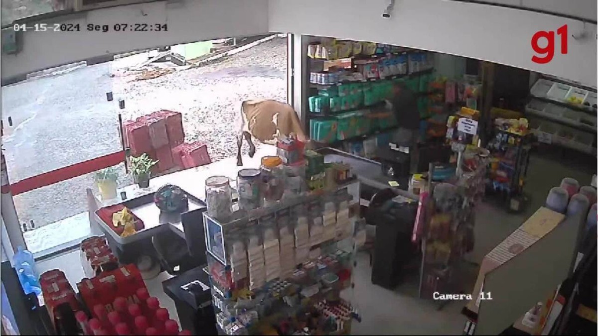 VÍDEO: vaca persegue mulher e invade supermercado em MG