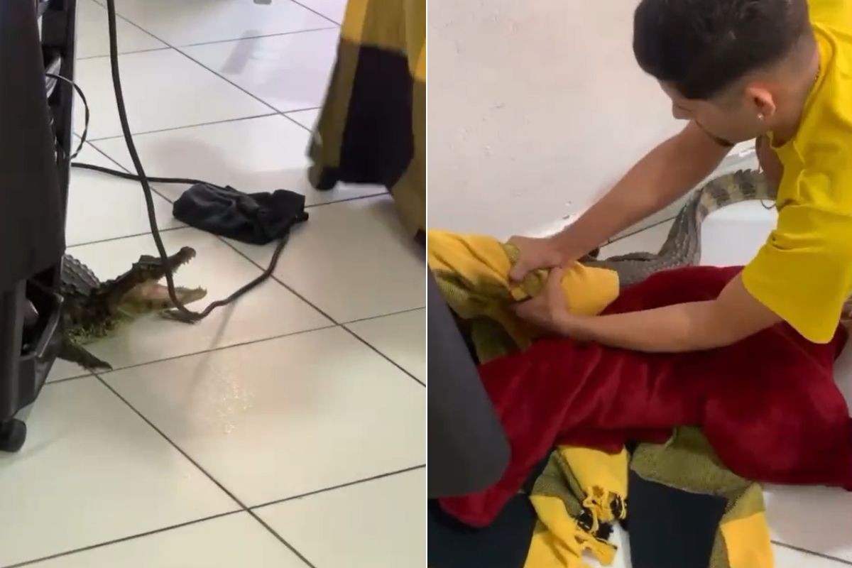 Jacaré 'invade' salão de beleza, assusta clientes e é capturado por morador no litoral de SP; VÍDEO