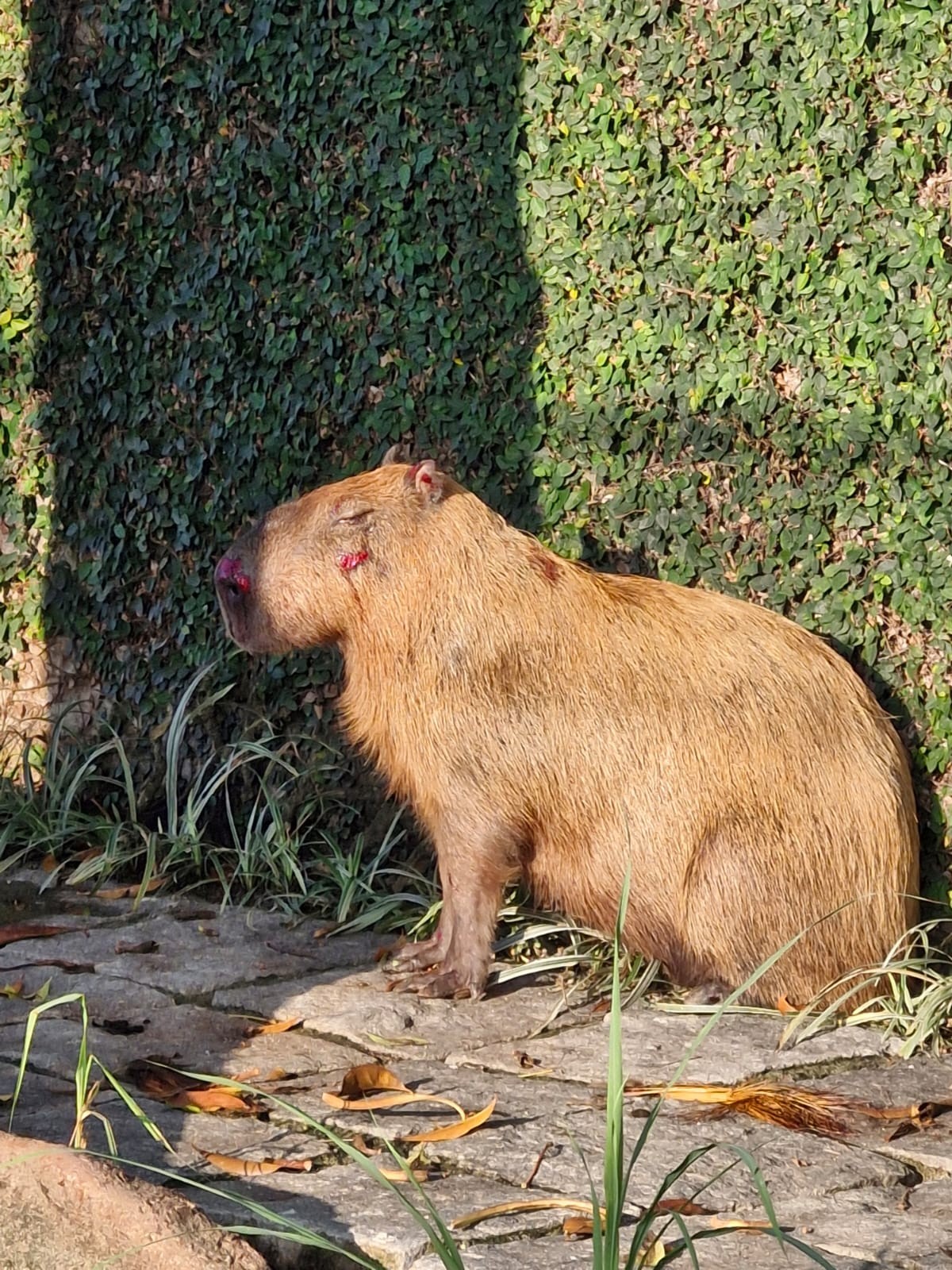 Câmeras de segurança flagram homens espancando capivara na Ilha; polícia busca por agressores 