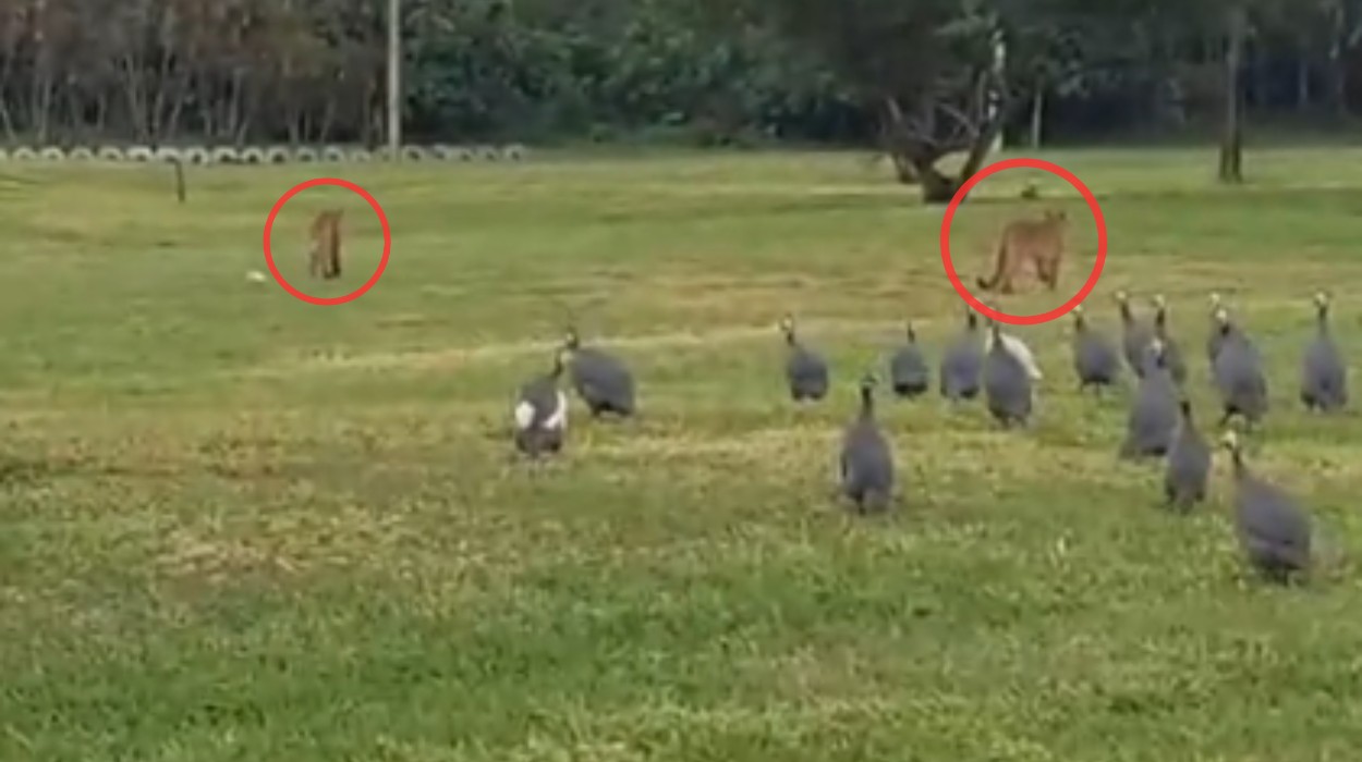 Vídeo mostra duas onças-pardas caminhando por condomínio de no interior de SP