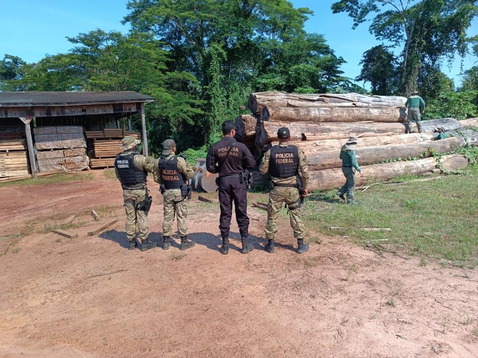 Policiais apreendem toras de madeira durante operação Rondônia — Foto: PF/Reprodução