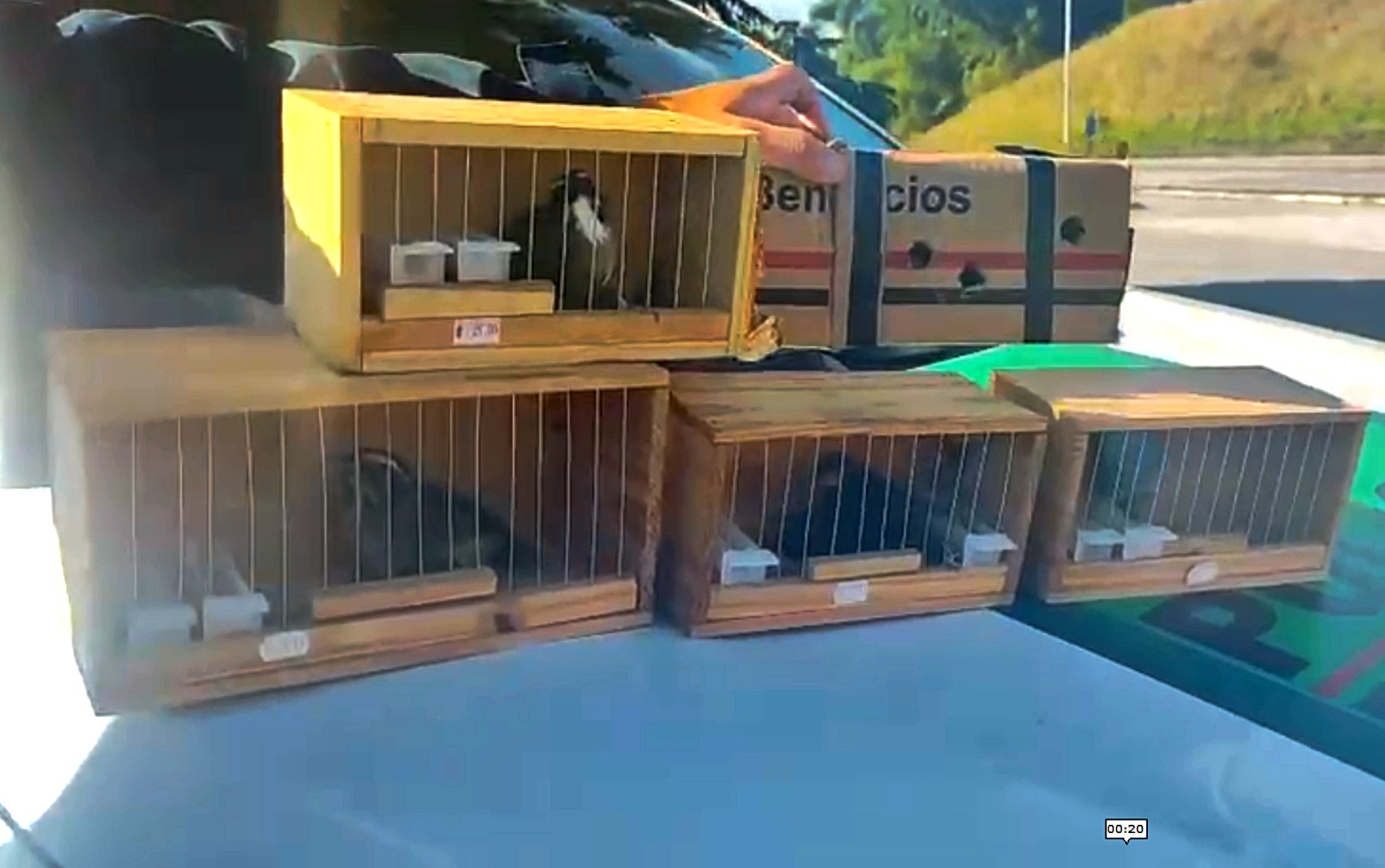 PRF resgata aves silvestres transportadas em condições de maus-tratos na Fernão Dias, em MG