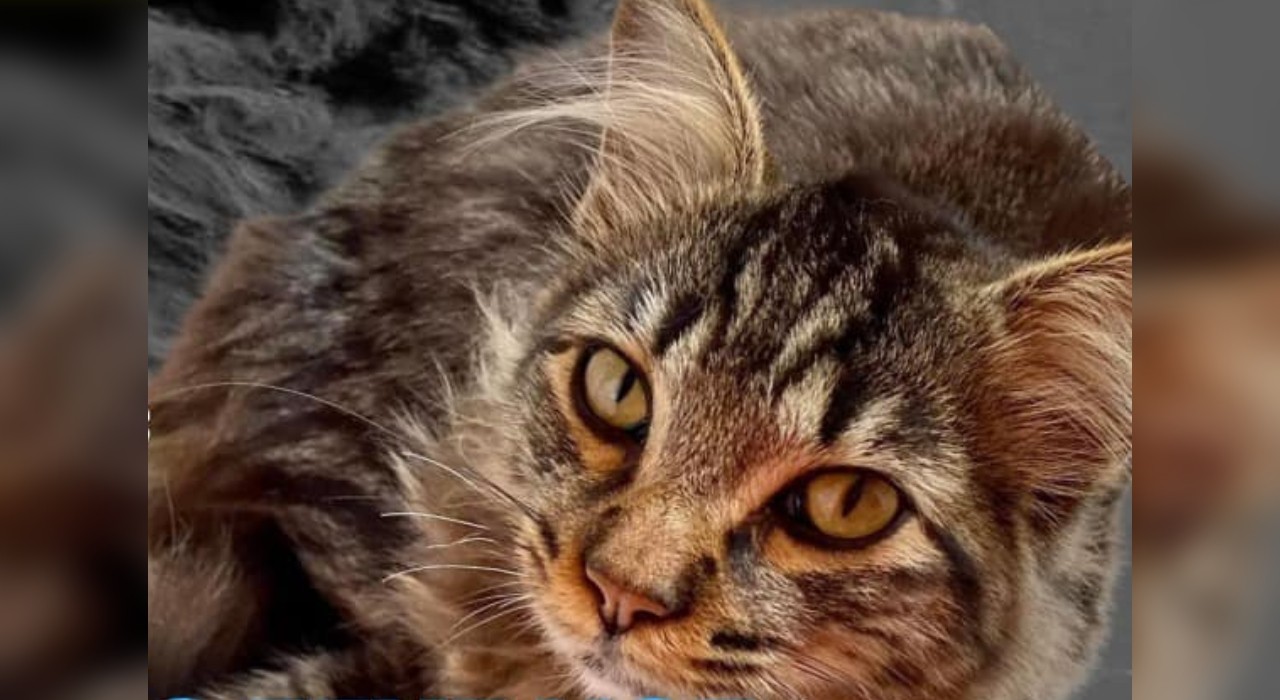 Moradores registram queixa contra vizinho suspeito de espancar e matar gato em Avaré; vídeo