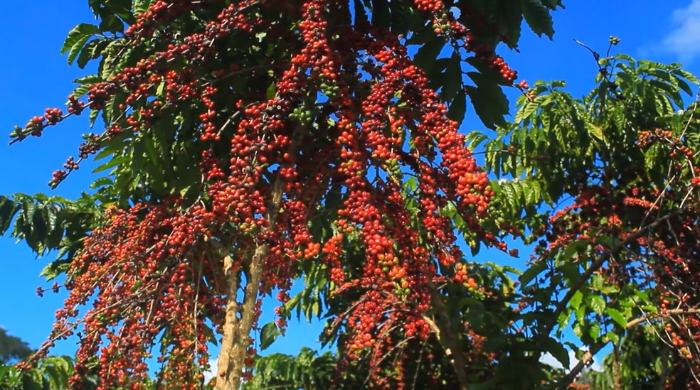 Embrapa desenvolve pesquisa para implementar café robusta amazônico no Amapá — Foto: Rede Amazônica