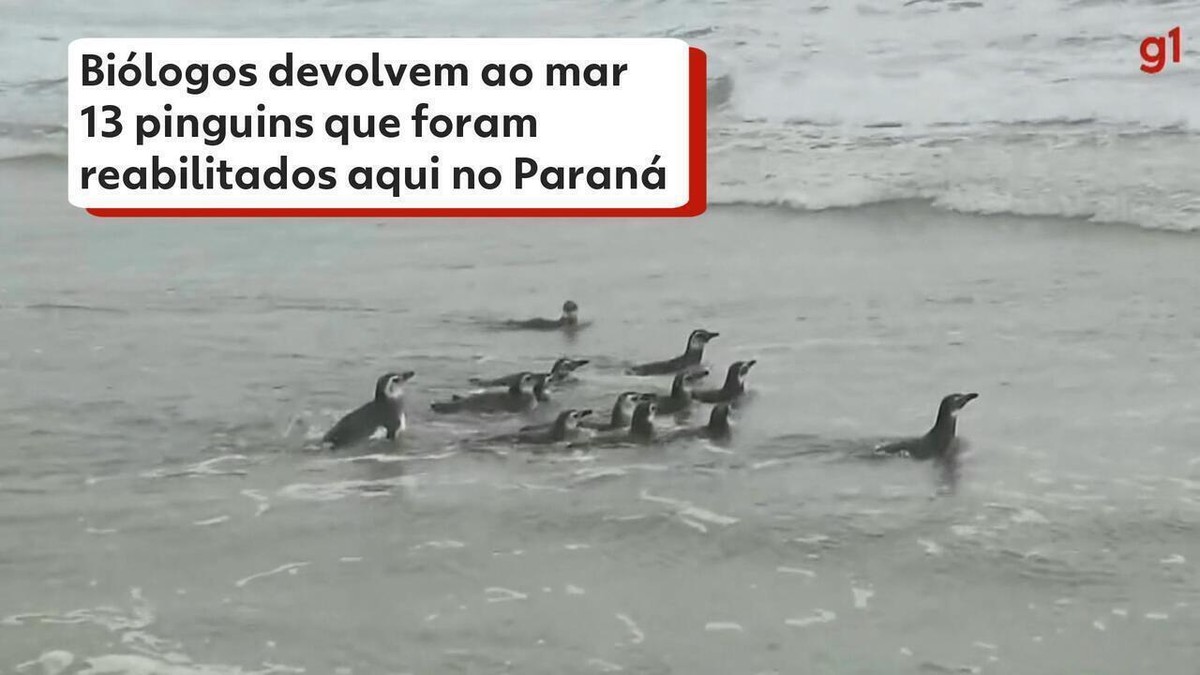 Pinguins e tartarugas são devolvidos à natureza após reabilitação em Rio  Grande; vídeo, Rio Grande do Sul