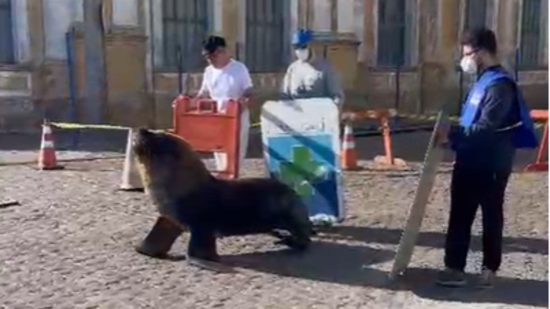 Leão-marinho é devolvido ao mar após circular por cidade do RS