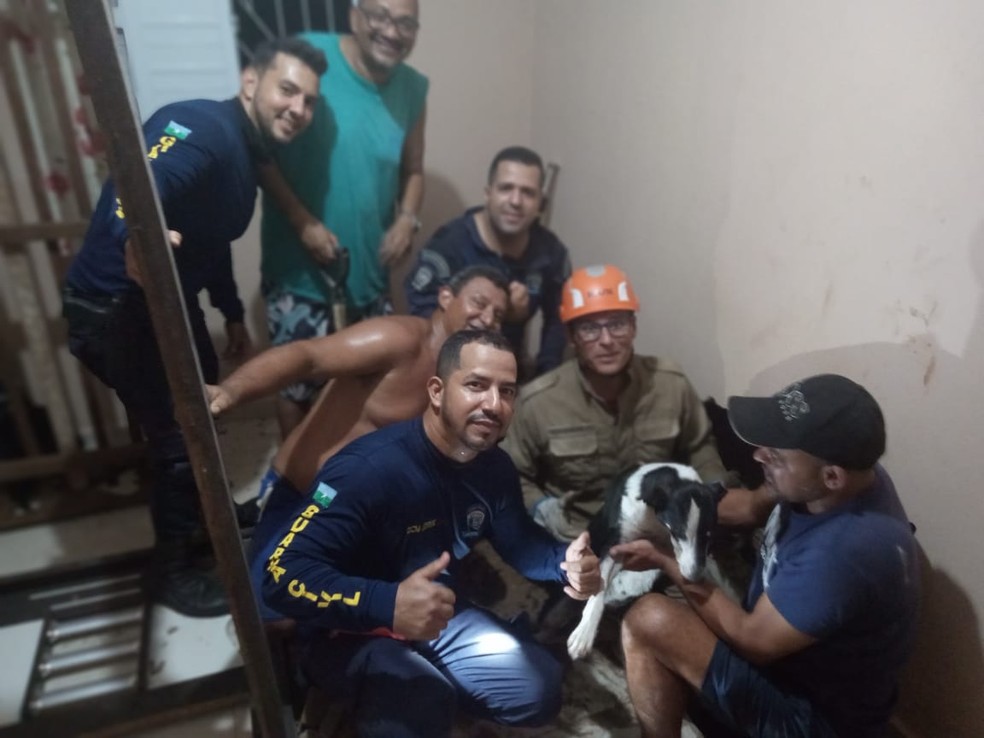 Cadela Sofia foi resgatada pelos Bombeiros com apoio da Guarda Municipal de Pitimbu. — Foto: Divulgação/Corpo de Bombeiros da Paraíba