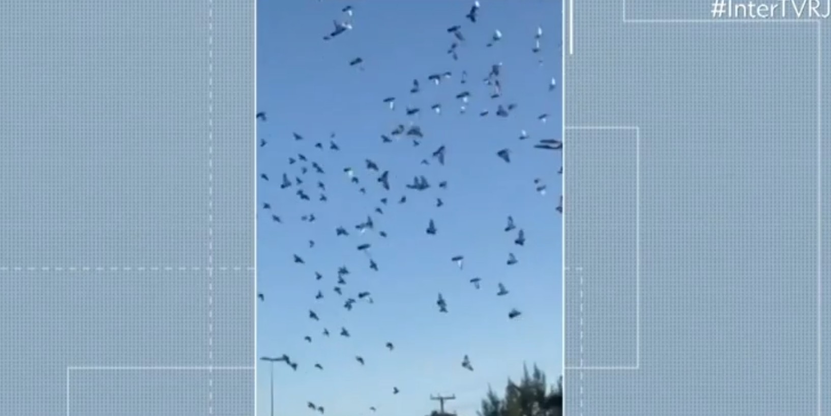 Pombos são soltos na Praia do Centro, em São Pedro da Aldeia, em competição de columbofilia