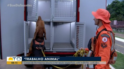 Corpo de Bombeiros tem rotina específica para animais de trabalho
