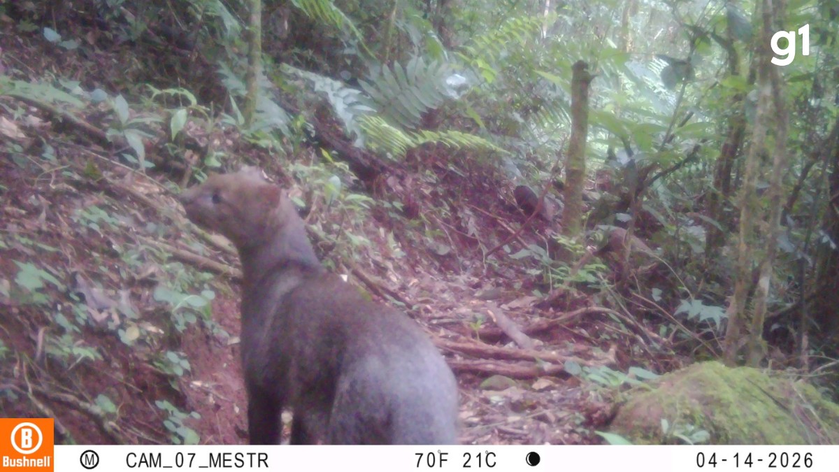 Aparição rara: pesquisadores registram pela 1ª vez gato-mourisco em reserva ambiental da Serra Gaúcha