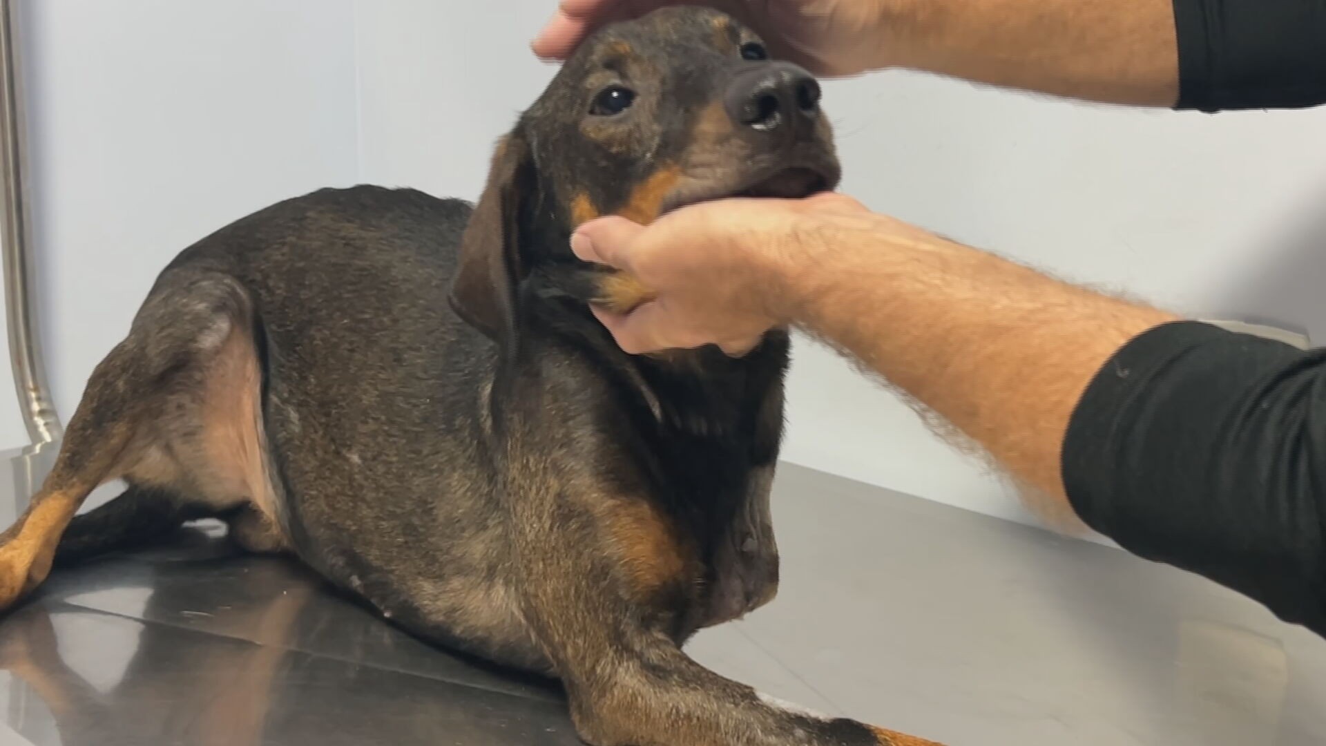 Polícia registra mais de 160 denúncias contra maus-tratos a animais na região de Itapetininga em 2025