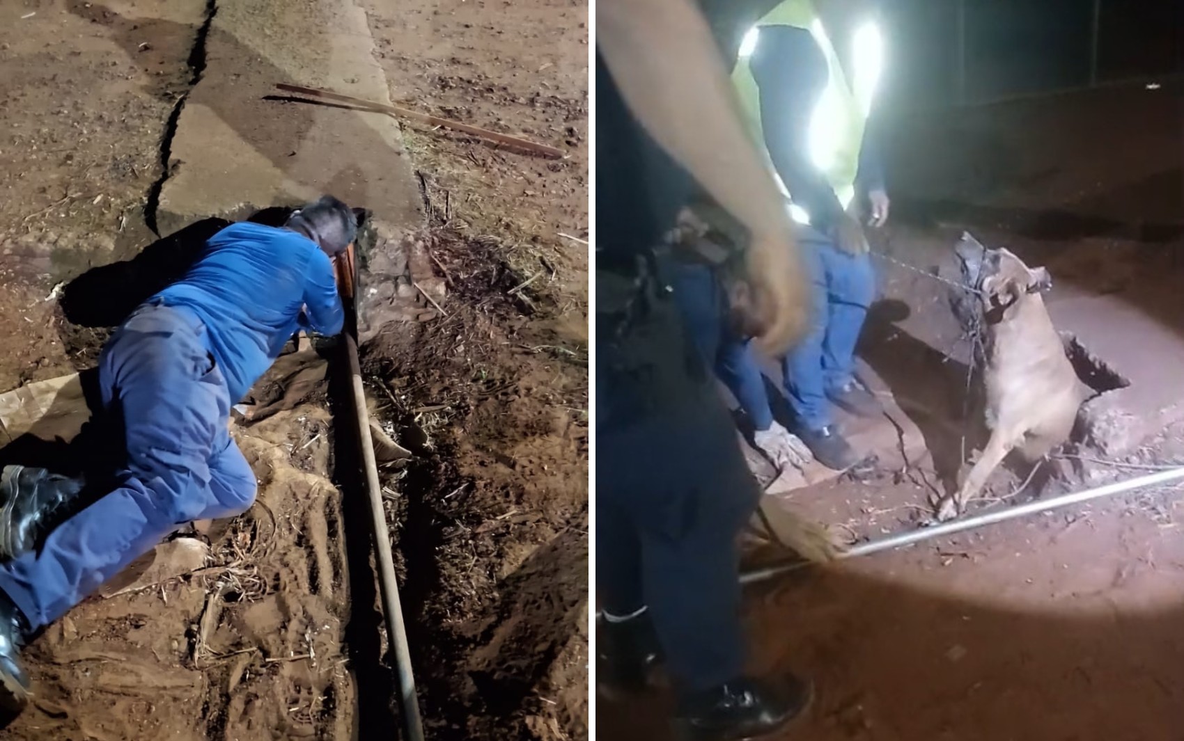 See the moment a dog is rescued after getting stuck in a water pipe in Guaíra, SP; VIDEO
