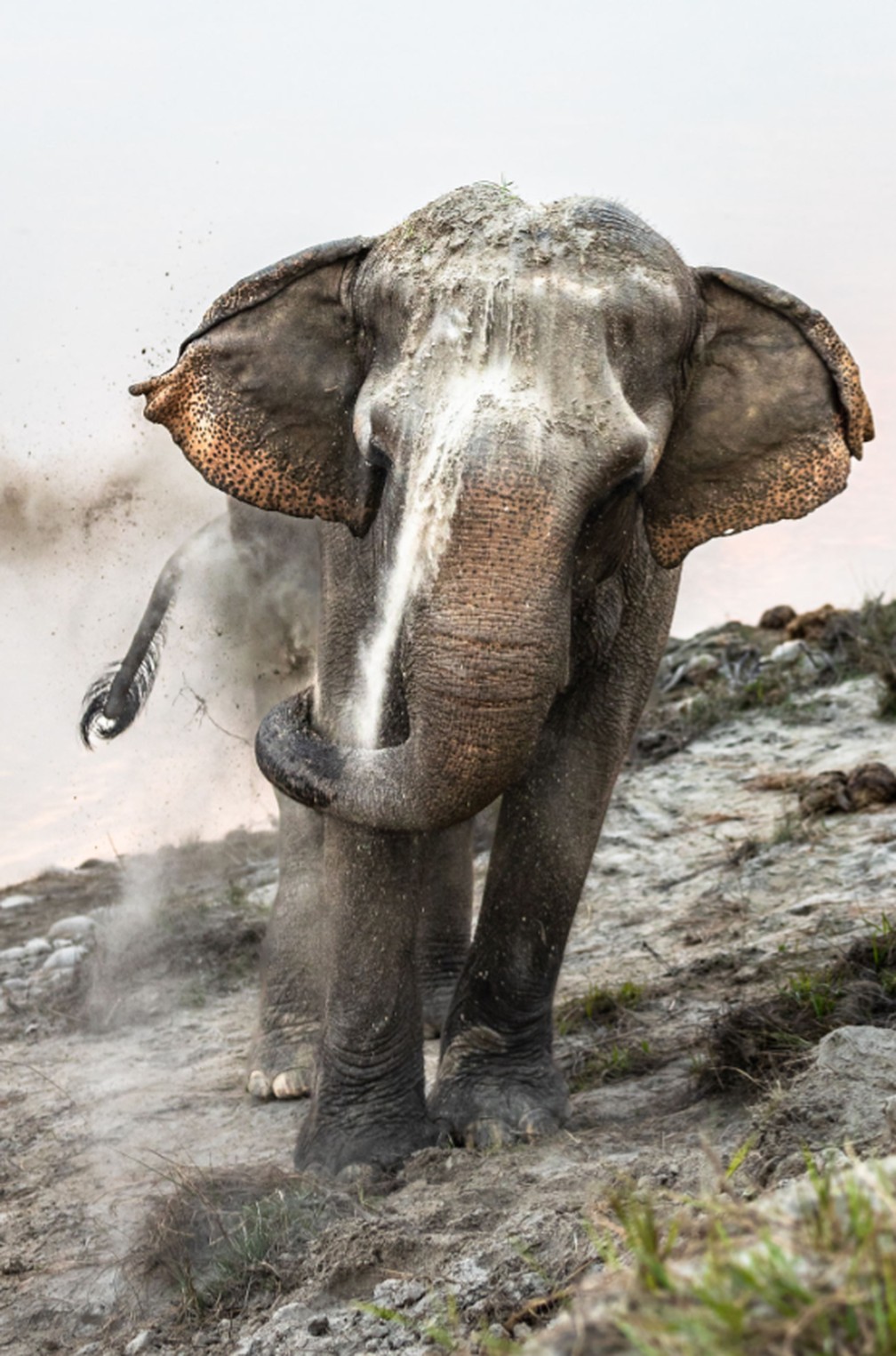 Um elefante na margem do rio Narayani (Nepal) toma um banho de areia para se proteger contra picadas de insetos e o manter aquecido nos meses mais frios do inverno. — Foto: Ju Shen Lee/Sony World Photography Awards