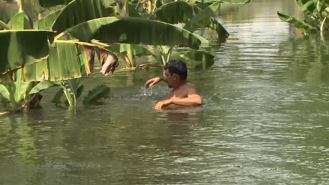 Vídeo: açude transborda, alaga plantações e agricultores entram na água para colher frutas na PB