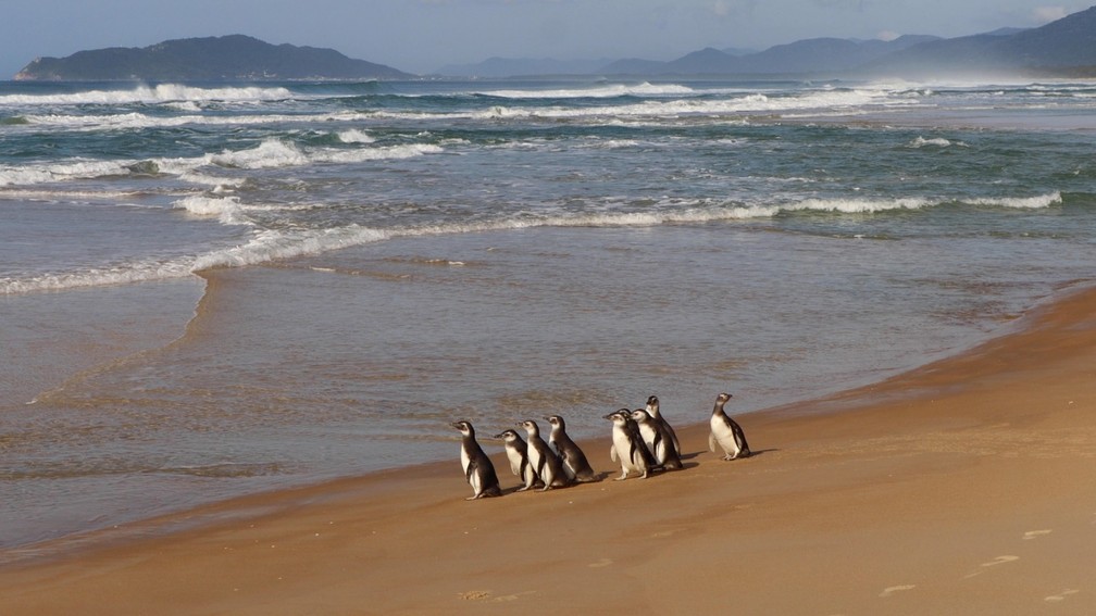 Pinguins e tartarugas são devolvidos à natureza após reabilitação em Rio  Grande; vídeo, Rio Grande do Sul