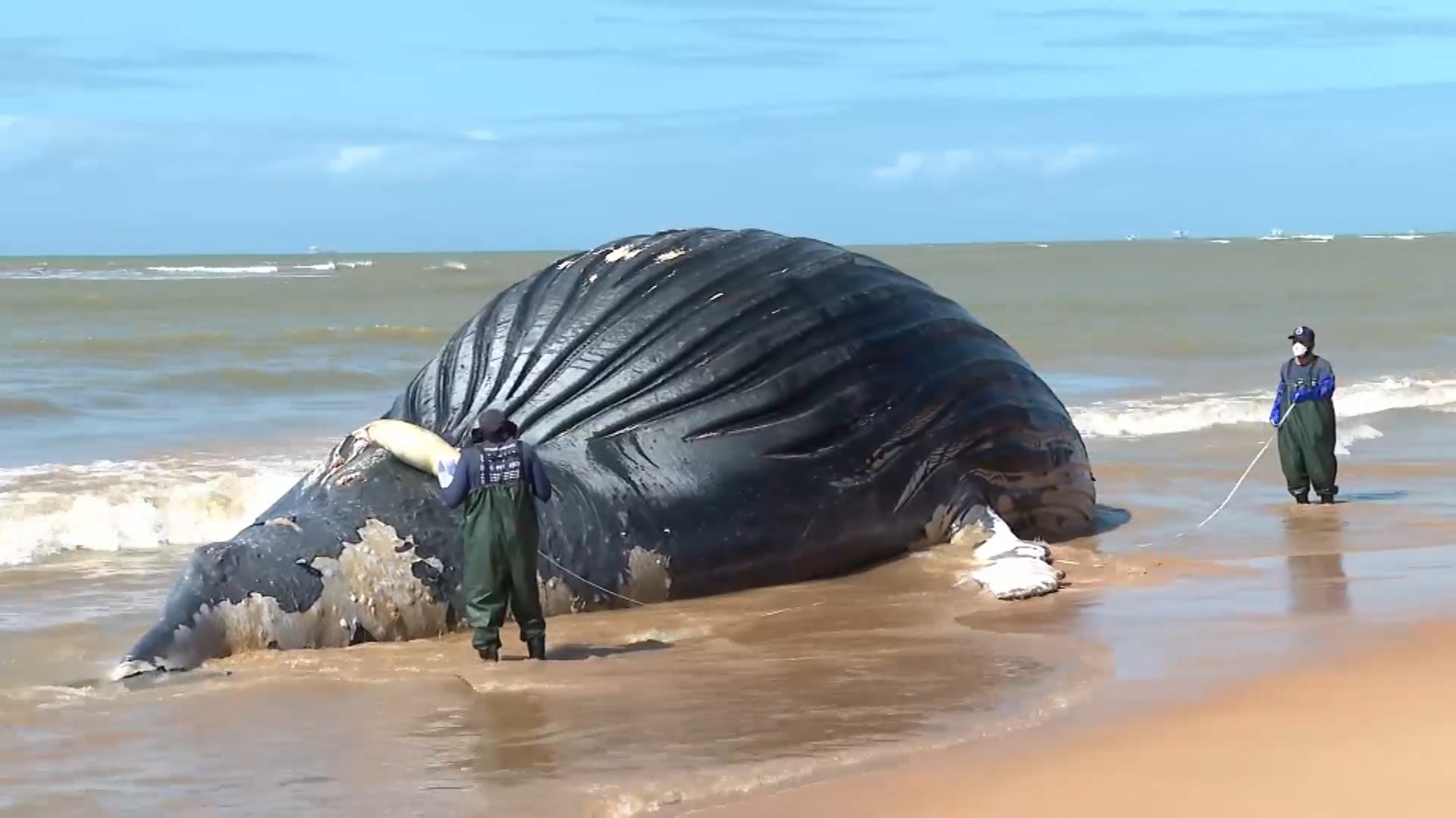 VÍDEO: baleia-jubarte morta de 14 metros encalha em praia na Serra