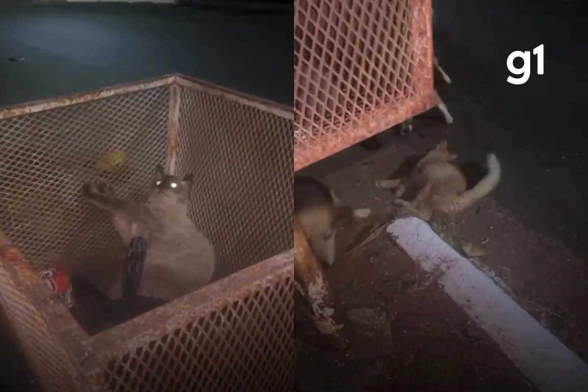Homem é preso suspeito de matar pássaros e atirar em gatos com arma de airsoft em MT