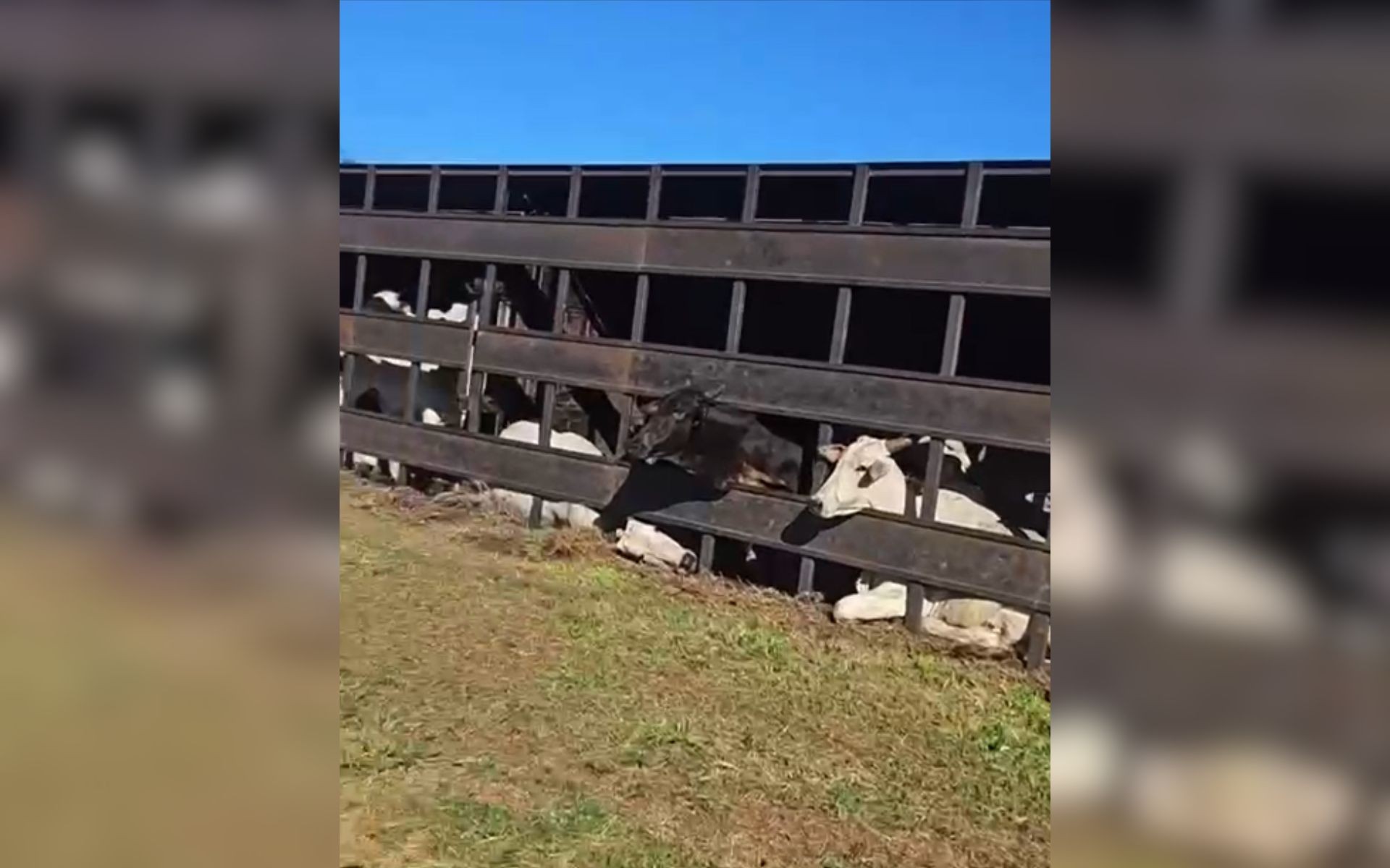 Caminhão carregado com gado tomba em canteiro de rodovia no noroeste de SP