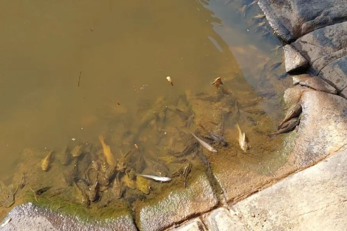Justiça mantém multa de R$ 277 mil da Cetesb contra empresa por morte de peixes no Rio Mogi Guaçu