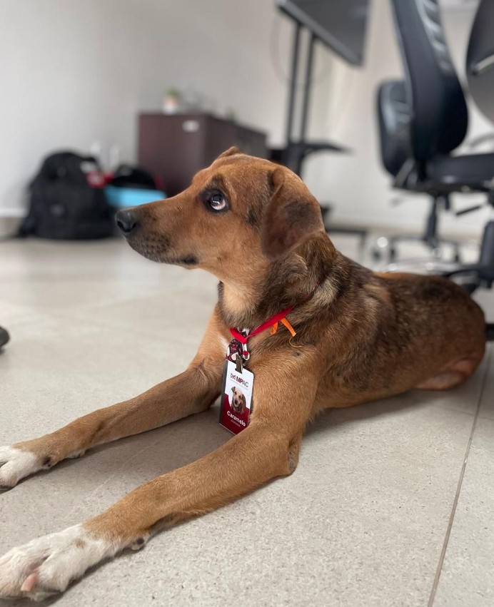 Adotado por servidores, cão caramelo vira 'funcionário' do Ministério Público no interior do Acre