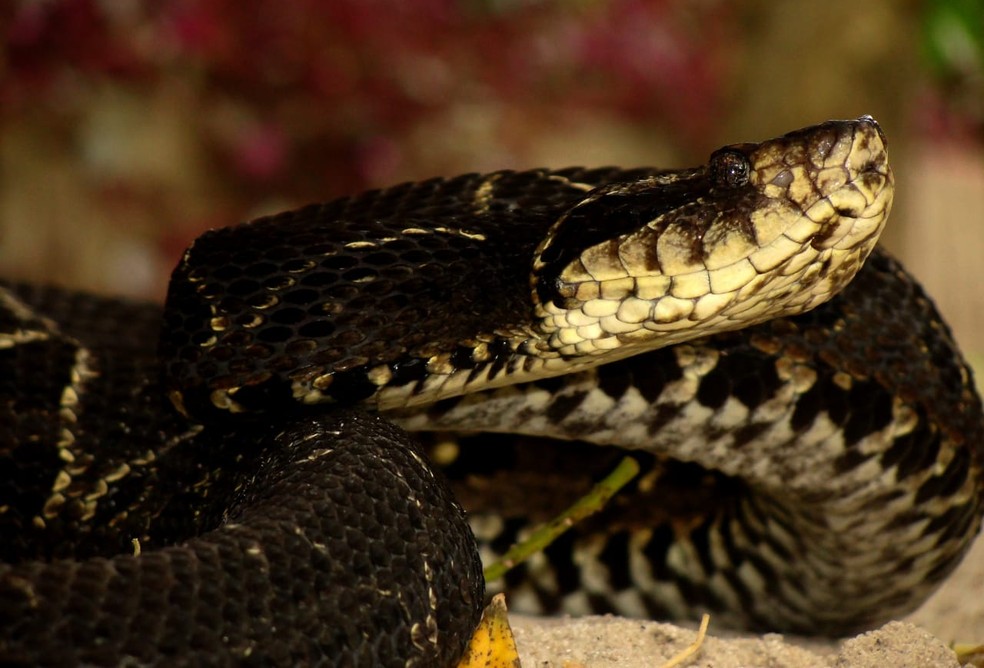 As 10 cobras mais venenosas do mundo