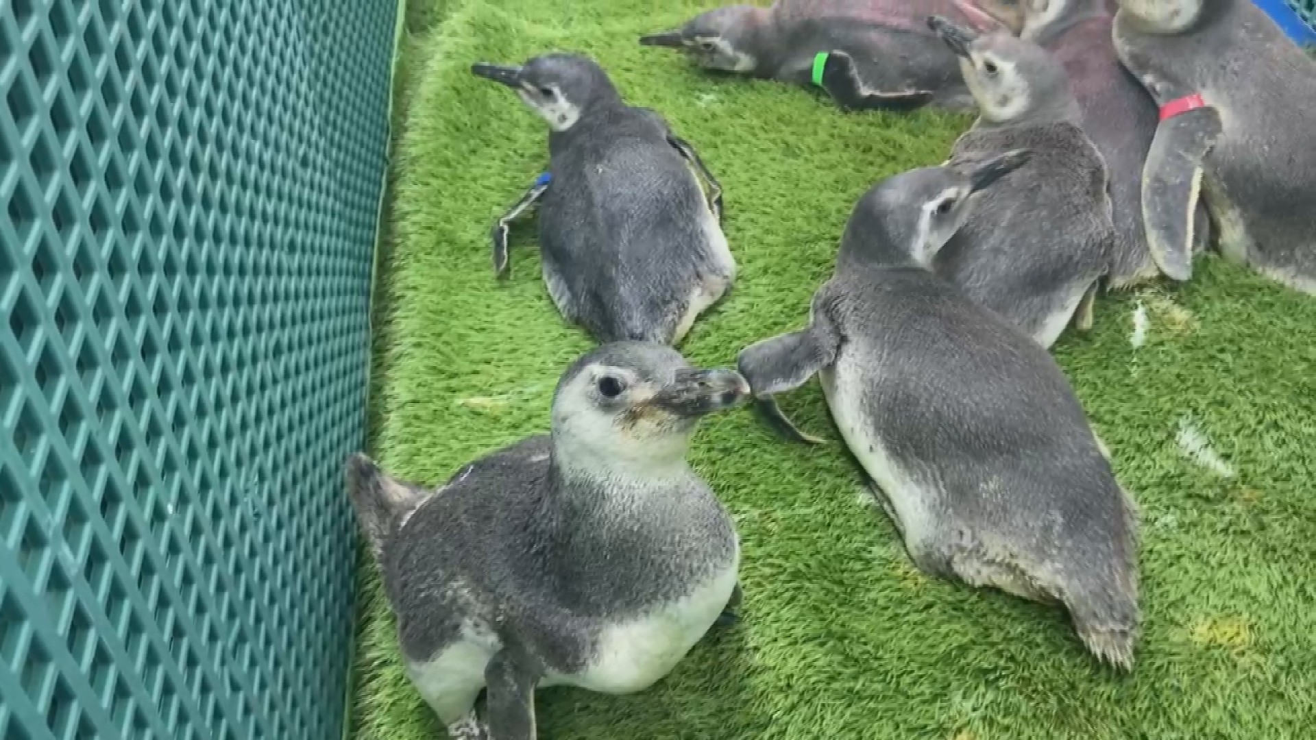 Em uma semana, mais de 50 pinguins-de-Magalhães encalharam no litoral paranaense