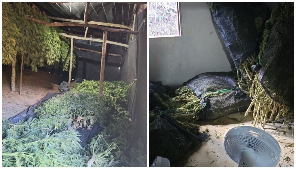 Plantação de maconha encontrada no Ceará tinha entre 10 e 15 mil pés, diz PF — Foto: Divulgação/Polícia Federal