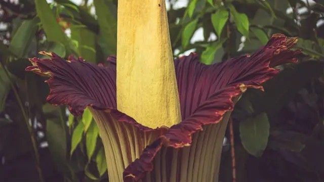 A planta com ‘cheiro de morte’ que atrai multidões quando floresce