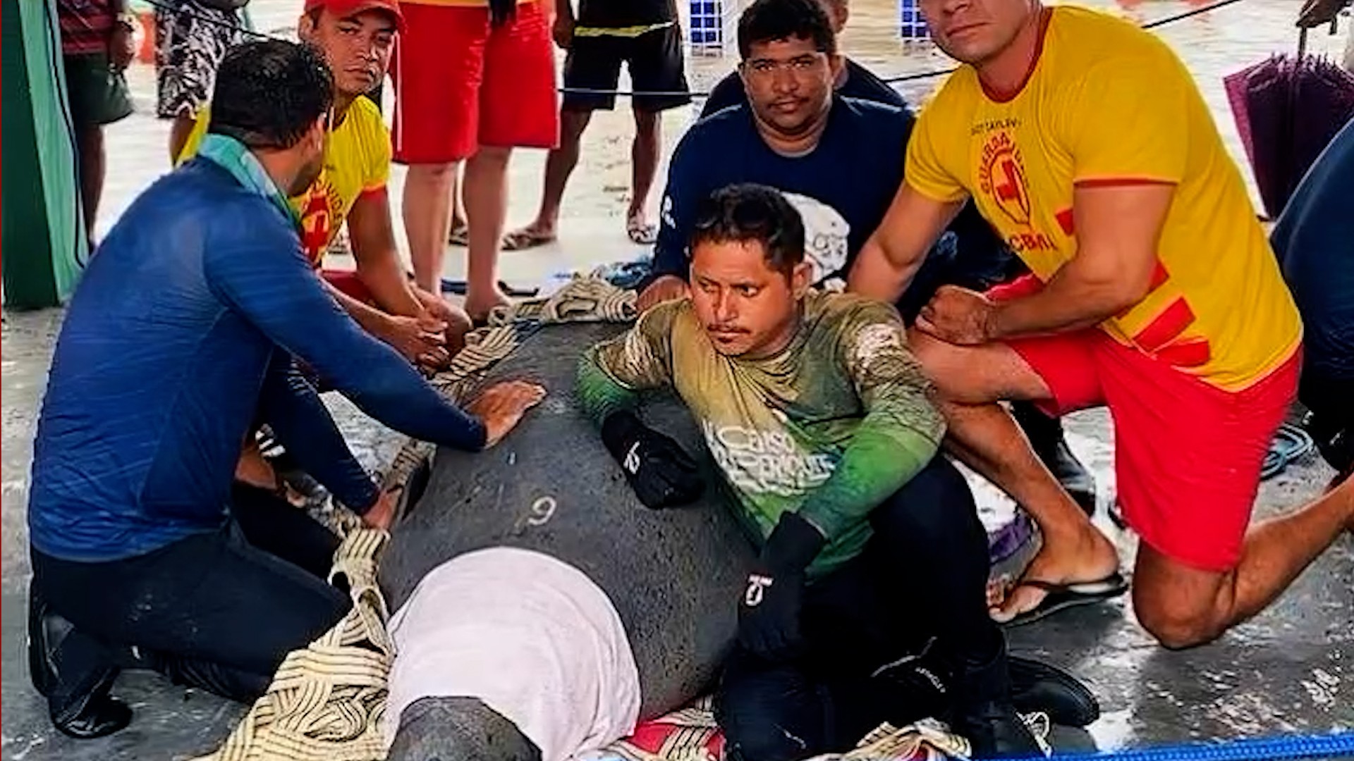 VÍDEO: Peixe-boi é resgatado na região dos Lençóis Maranhenses após ficar sem se alimentar