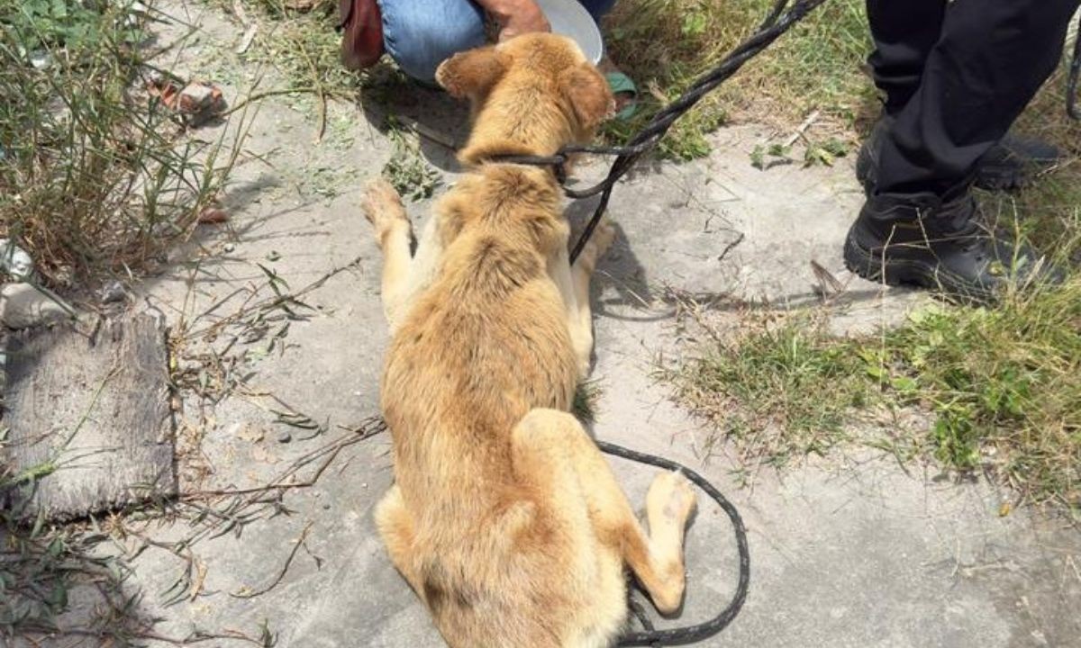 Mulher é presa suspeita de maus-tratos a cachorro em Feira de Santana