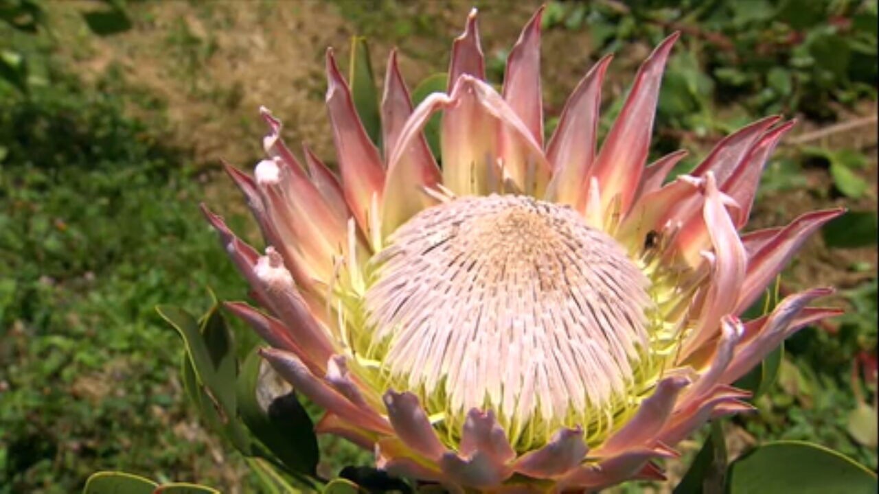 Protea: conheça a flor da época dos dinossauros