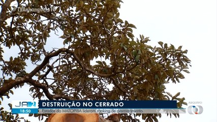 Tocantins lidera ranking de desmatamento, diz INPE