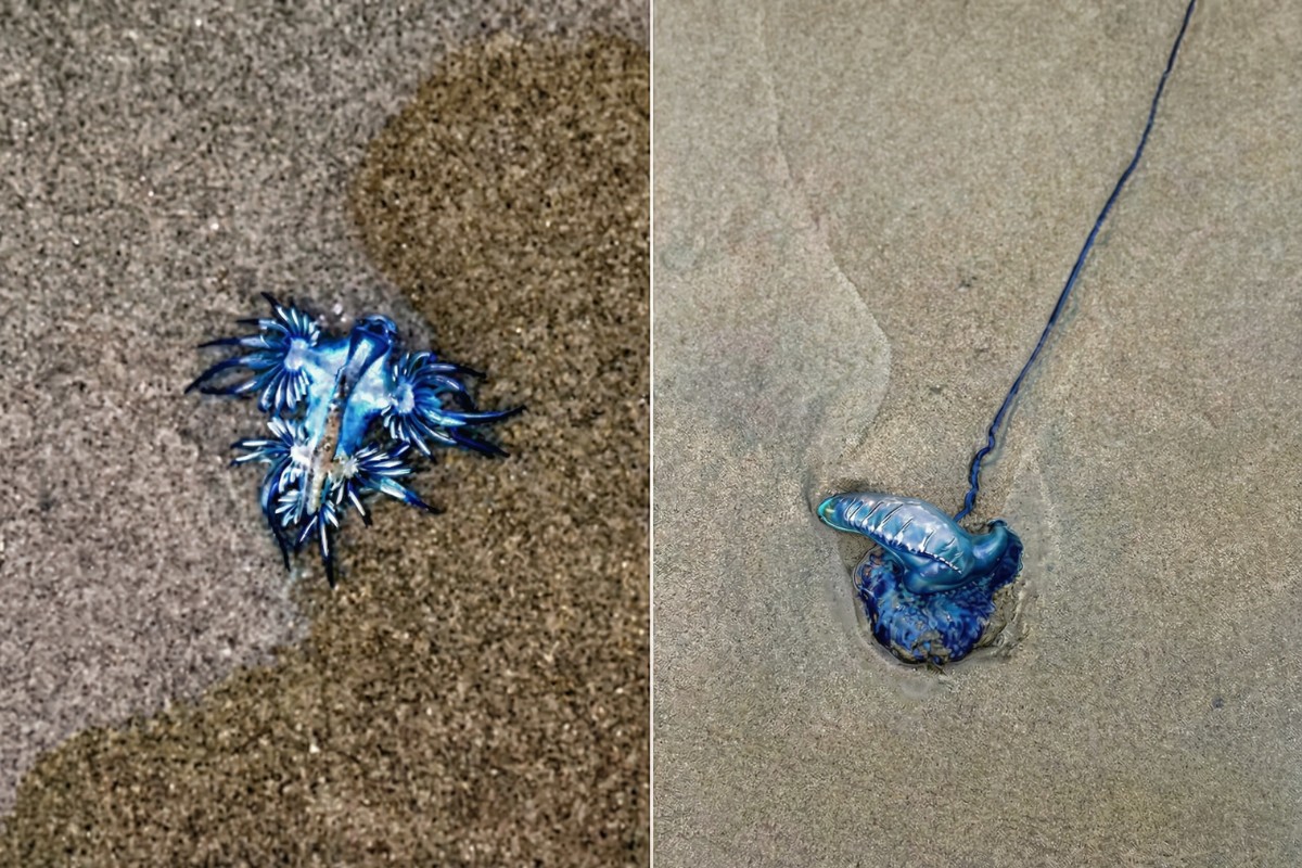 Dragão-azul e caravelas-portuguesas são encontrados em praia no litoral de SP; saiba os riscos