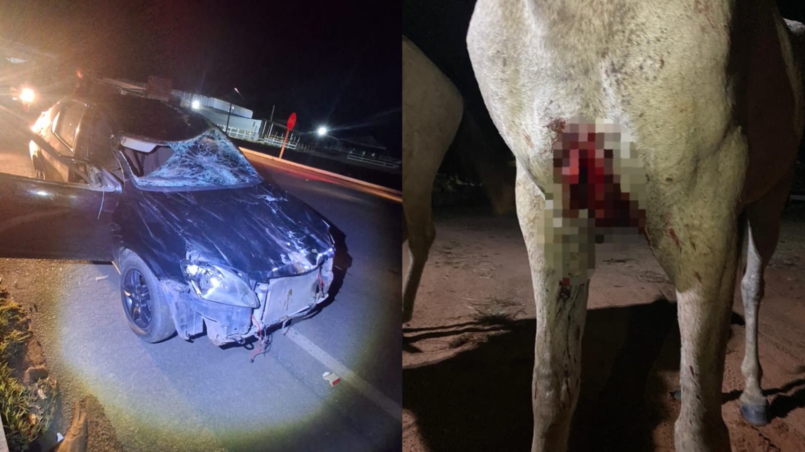 Condutor não habilitado se envolve em acidente e deixa cavalo e vaqueiro feridos na PA-437