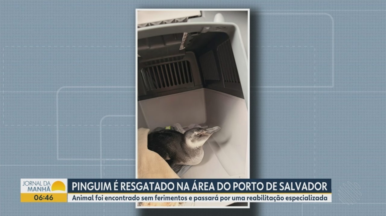 Pinguim é encontrado em porto de Salvador e marca primeiro resgate do ano na Bahia