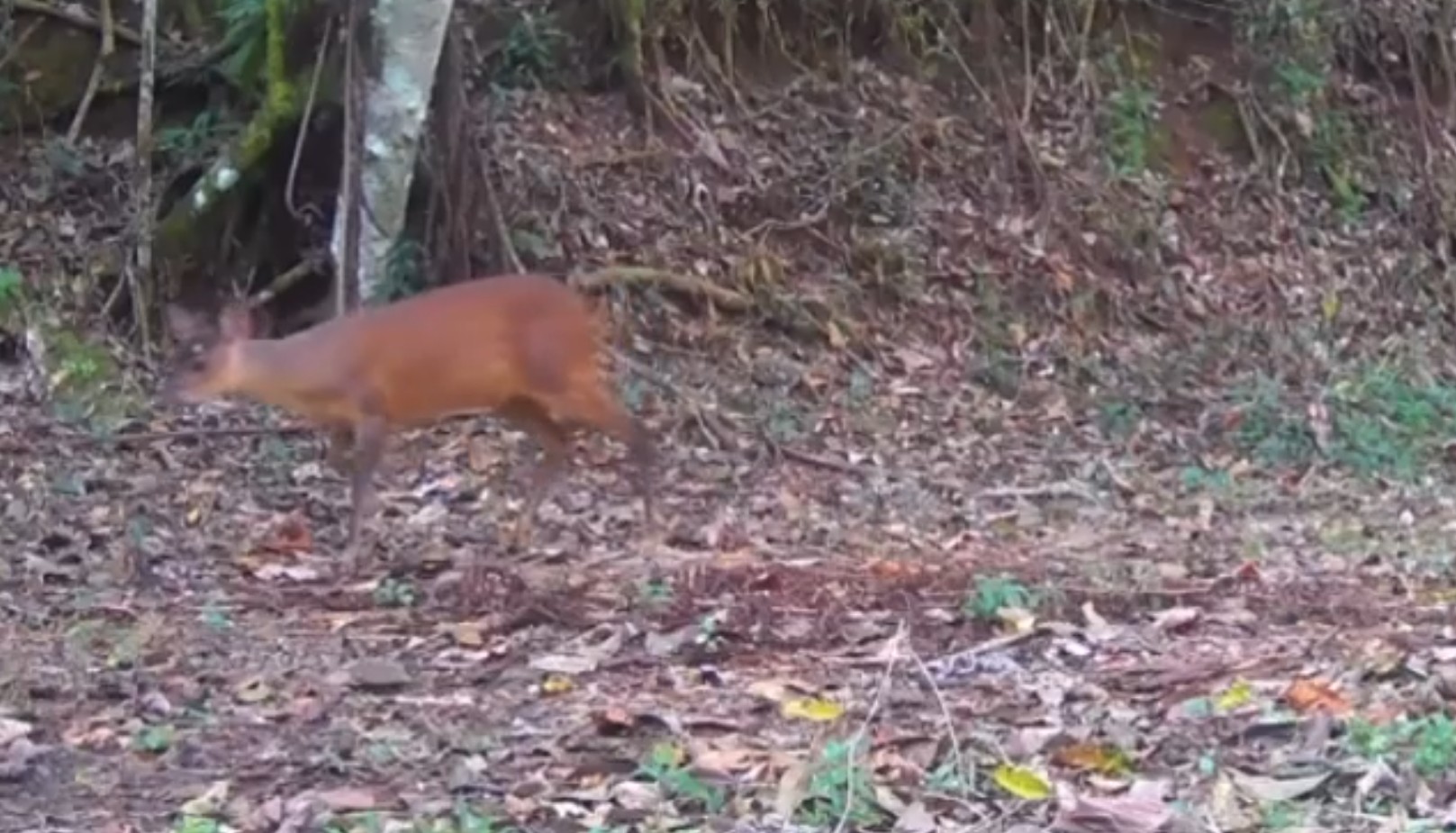 Cervo ameaçado de extinção é flagrado por câmera em mata de Nova Friburgo