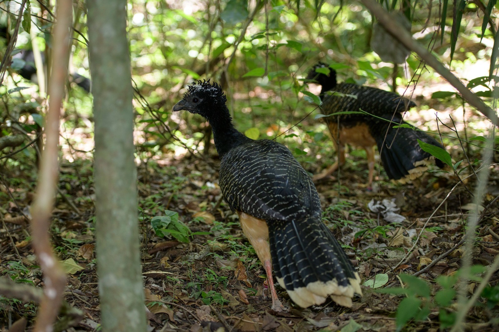 Após um ano de soltura de aves ameaçadas de extinção, projeto reintegra 77,5% dos mutuns-de-penacho na região da Usina de P