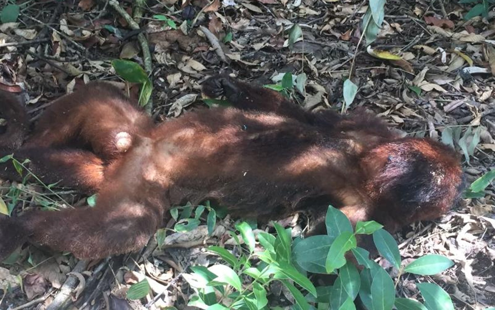 Laudo descarta febre amarela em macaco achado morto em Itapetininga