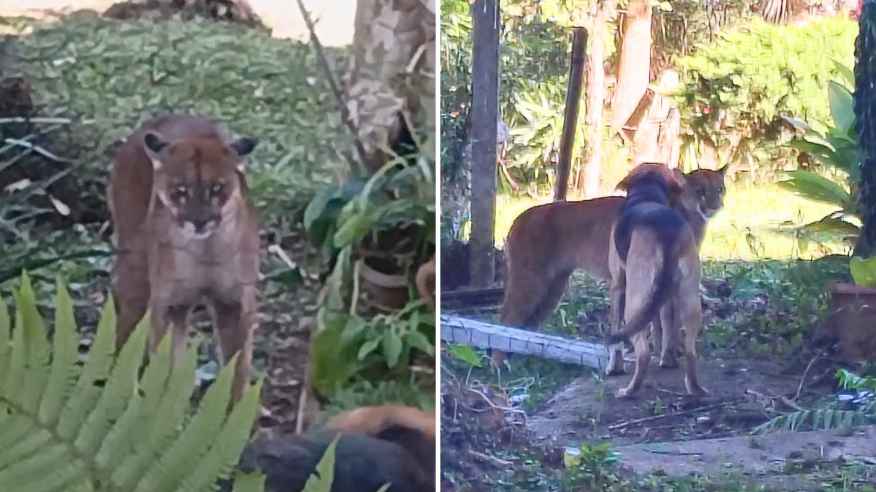 VÍDEO: onça aparece em quintal de casa e é espantada por cachorros da família, no Paraná