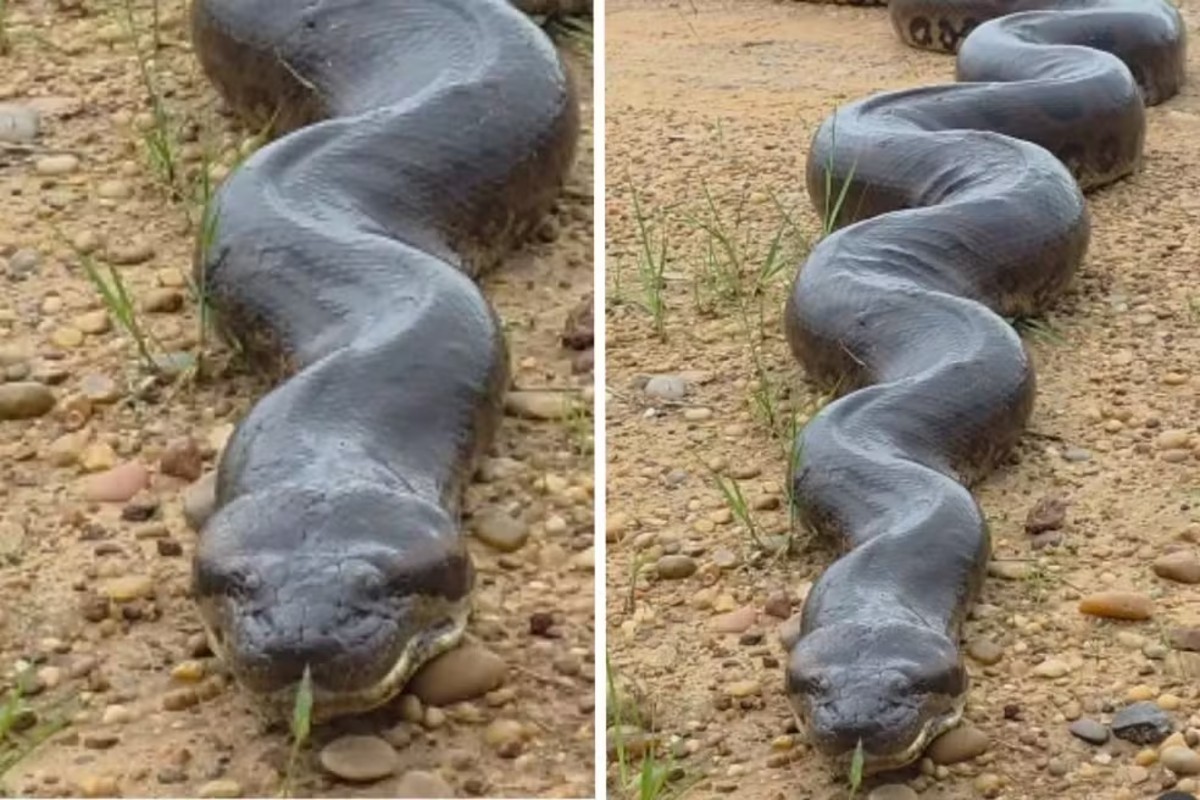 O momento em que fotógrafo ficou cara a cara com sucuri gigante em parque de MS